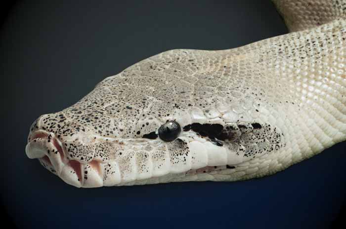 Ivory blood python
