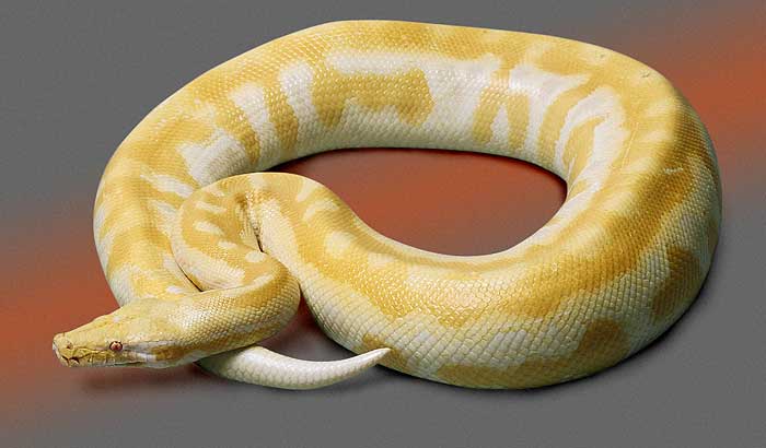 lavender-albino blood python