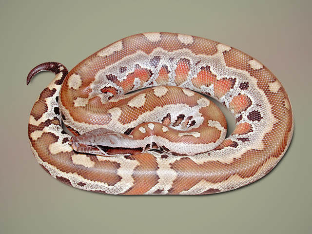 Orange-brown blood python