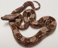 IMG BOA T+ CONSTRICTOR