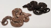 AZTEC IMG T+ AND AZTEC IMG BOA CONSTRICTOR