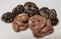 BANANA DOUBLE HET BLACK AXANTHIC AND CLOWN AND  DOUBLE HET BLACK AXANTHIC AND CLOWN PYTHON REGIUS