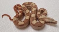 SUNGLOW JUNGLE MOTLEY PP T H ANERY BOA CONSTRICTOR VPI 2022
