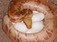 female albino on eggs