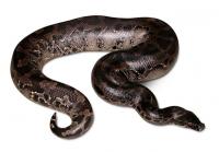 black Sumatran python